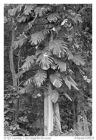 Philodendron vine, Hoomaluhia Park Botanical Gardens. Oahu island, Hawaii, USA