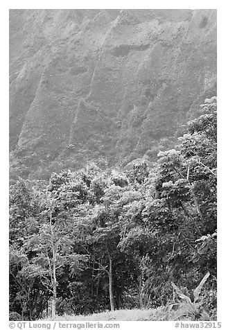 Tropical trees and cliff, Hoomaluhia Park Botanical Gardens. Oahu island, Hawaii, USA