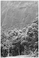 Tropical trees and cliff, Hoomaluhia Park Botanical Gardens. Oahu island, Hawaii, USA (black and white)