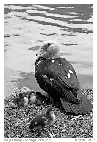 Duck and chicks, Byodo-In temple gardens. Oahu island, Hawaii, USA (black and white)