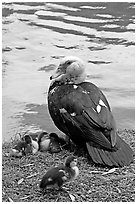 Duck and chicks, Byodo-In temple gardens. Oahu island, Hawaii, USA (black and white)