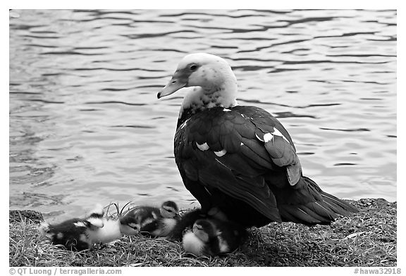 Duck and chicks, Byodo-In temple gardens. Oahu island, Hawaii, USA (black and white)