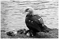 Duck and chicks, Byodo-In temple gardens. Oahu island, Hawaii, USA (black and white)