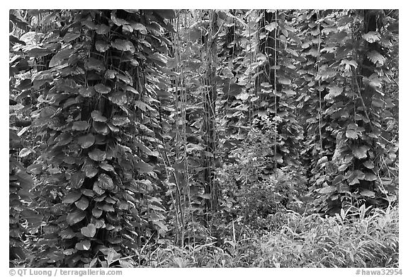 Tropical vegetation near the Pali Lookout. Oahu island, Hawaii, USA (black and white)