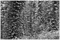 Tropical vegetation near the Pali Lookout. Oahu island, Hawaii, USA (black and white)