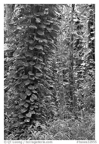 Tropical trees near the Pali Lookout, Koolau Mountains. Oahu island, Hawaii, USA (black and white)