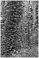 Tropical trees near the Pali Lookout, Koolau Mountains. Oahu island, Hawaii, USA (black and white)