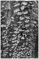 Big tropical leaves on a tree near the Pali Lookout. Oahu island, Hawaii, USA (black and white)