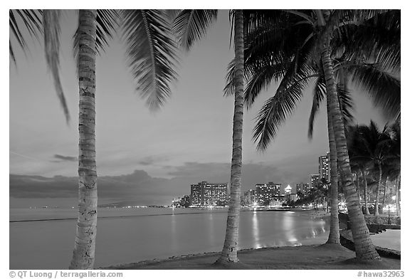 Palm trees and Waikiki beach at dusk. Waikiki, Honolulu, Oahu island, Hawaii, USA (black and white)
