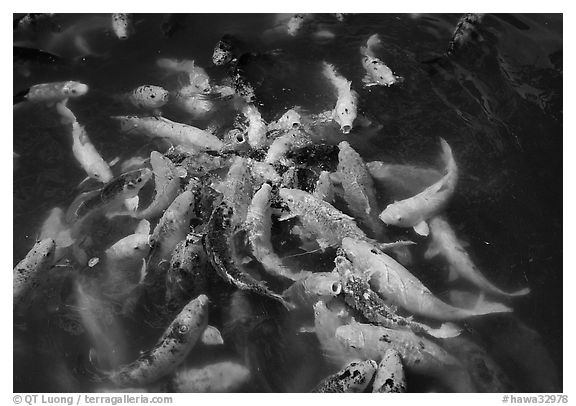 Carp fish, Byodo-In temple. Oahu island, Hawaii, USA (black and white)