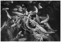 Carp fish, Byodo-In temple. Oahu island, Hawaii, USA ( black and white)