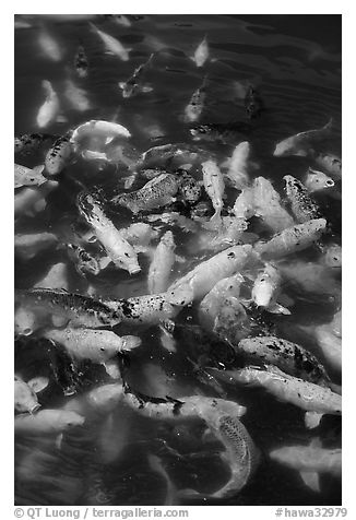 Koi fish, Byodo-In temple. Oahu island, Hawaii, USA (black and white)