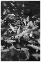 Koi fish, Byodo-In temple. Oahu island, Hawaii, USA (black and white)