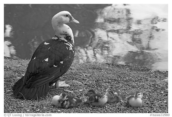 Duck and chicks, Byodo-In temple. Oahu island, Hawaii, USA