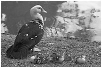 Duck and chicks, Byodo-In temple. Oahu island, Hawaii, USA ( black and white)