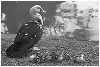 Duck and chicks, Byodo-In temple. Oahu island, Hawaii, USA (black and white)