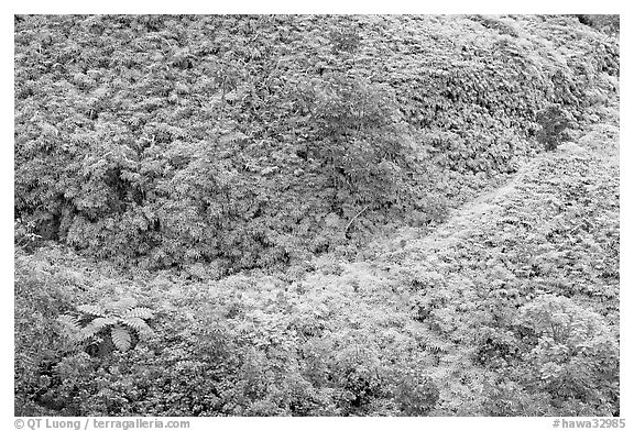 Tropical Ferns seen from above. Oahu island, Hawaii, USA (black and white)