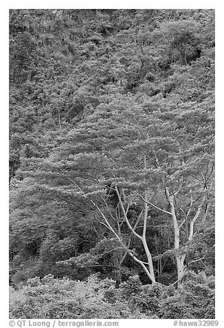 Luxuriant vegetation below cliff, Koolau Mountains. Oahu island, Hawaii, USA