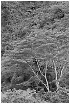 Luxuriant vegetation below cliff, Koolau Mountains. Oahu island, Hawaii, USA (black and white)