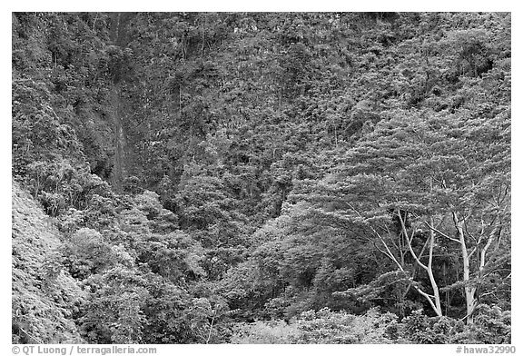 Luxuriant vegetation below cliff, Koolau Mountains. Oahu island, Hawaii, USA (black and white)
