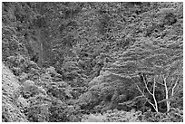 Luxuriant vegetation below cliff, Koolau Mountains. Oahu island, Hawaii, USA (black and white)