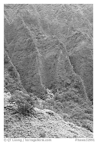 Hillside and Pali. Oahu island, Hawaii, USA (black and white)