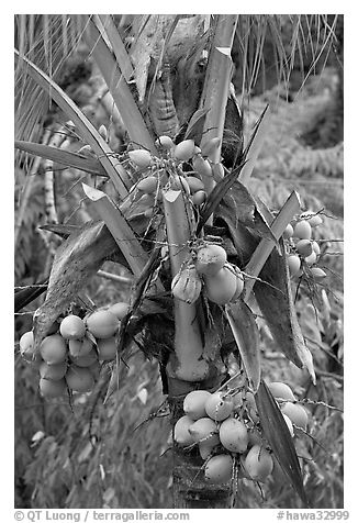 Golden coconut fruits. Oahu island, Hawaii, USA (black and white)