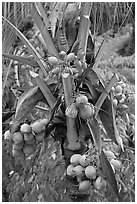 Golden coconut fruits. Oahu island, Hawaii, USA ( black and white)