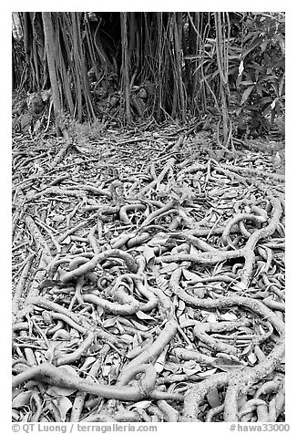 Roots of Banyan tree. Oahu island, Hawaii, USA