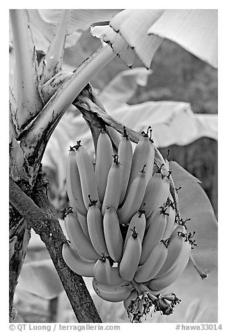 Bananas on the tree. Oahu island, Hawaii, USA (black and white)