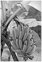 Bananas on the tree. Oahu island, Hawaii, USA (black and white)