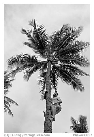Samoan man climbing coconut tree. Polynesian Cultural Center, Oahu island, Hawaii, USA (black and white)