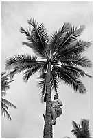 Samoan man climbing coconut tree. Polynesian Cultural Center, Oahu island, Hawaii, USA ( black and white)