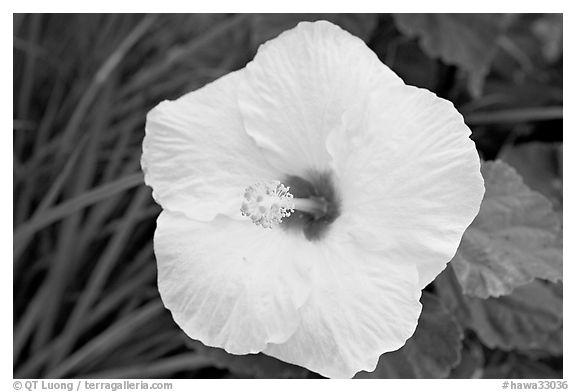 Yellow hibiscus. Oahu island, Hawaii, USA (black and white)