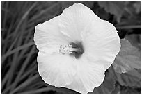 Yellow hibiscus. Oahu island, Hawaii, USA ( black and white)