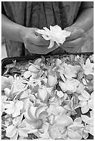 Hands holding fresh flowers, while making a lei, International Marketplace. Waikiki, Honolulu, Oahu island, Hawaii, USA (black and white)