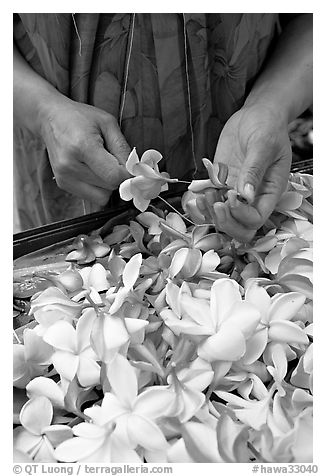 Hands preparing a fresh flower lei, International Marketplace. Waikiki, Honolulu, Oahu island, Hawaii, USA (black and white)