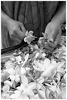 Hands preparing a fresh flower lei, International Marketplace. Waikiki, Honolulu, Oahu island, Hawaii, USA (black and white)