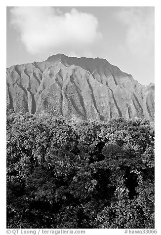Tropical forest and fluted  Koolau Mountains. Oahu island, Hawaii, USA