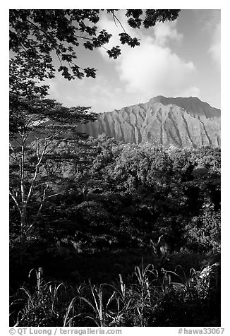 Tropical forest and  Koolau Mountains. Oahu island, Hawaii, USA (black and white)