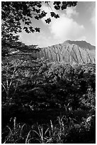 Tropical forest and  Koolau Mountains. Oahu island, Hawaii, USA (black and white)