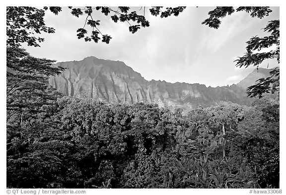Tropical forest and  Koolau Mountains. Oahu island, Hawaii, USA (black and white)