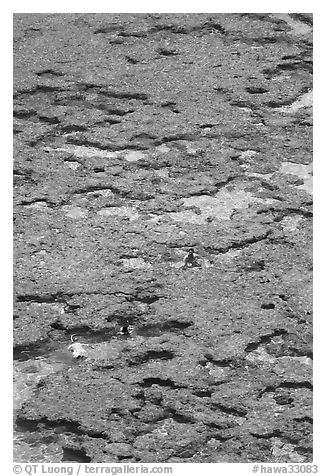 Snorklers in the Hanauma Bay reefs. Oahu island, Hawaii, USA (black and white)