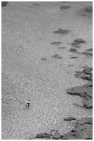 Snorkler,  Hanauma Bay. Oahu island, Hawaii, USA (black and white)