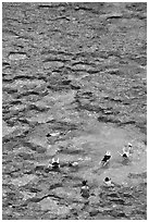 Snorkling in Hanauma Bay. Oahu island, Hawaii, USA (black and white)