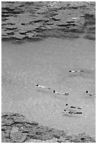 Swimming in Hanamau Bay with snorkels. Oahu island, Hawaii, USA ( black and white)