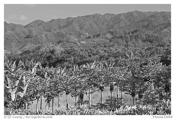 Fruit trees, hills, and mountains, Laie, afternoon. Oahu island, Hawaii, USA (black and white)