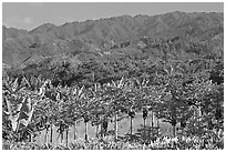 Fruit trees, hills, and mountains, Laie, afternoon. Oahu island, Hawaii, USA (black and white)