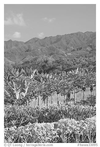 Fruit trees, hills, and mountains, Laie, afternoon. Oahu island, Hawaii, USA (black and white)