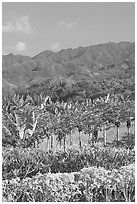 Fruit trees, hills, and mountains, Laie, afternoon. Oahu island, Hawaii, USA (black and white)